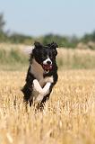 BORDER COLLIE 137